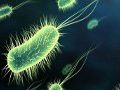 Baktériumok segítik a jövő számítógépének megépítését