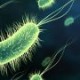 Baktériumok segítik a jövő számítógépének megépítését