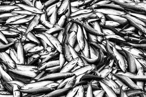 Kutatók hálózatelemzés segítségével mutatják be a túlhalászat problémáját
