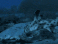 A nagyhal megette a kishalat: a Barracuda pst mentésben erősít