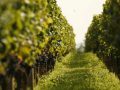 Weboldallal erősíti a borturizmust Franciaország