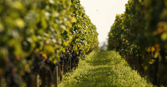 Weboldallal erősíti a borturizmust Franciaország