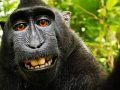 A fotós nyerte a „majomszelfipert”