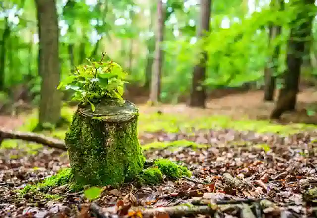 Az erdők legalább fél fokkal hűvösebben tartják a Földet egy új tanulmány szerint