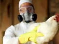 Újabb csapás: a világon először fertőzött meg embert a H3N8 influenzavírus