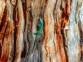 Famatuzsálem: 5500 éves lehet a világ legöregebb fája