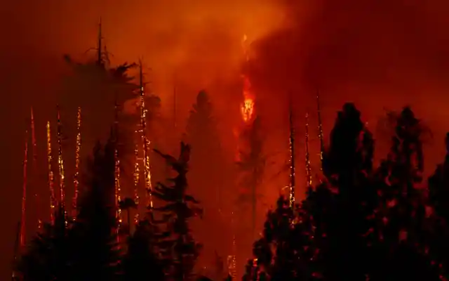 Majdnem megkétszereződött a leégett fák mennyisége a világon húsz év alatt