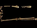 Minden régész álma amputált lábú csontvázat találni