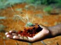A Holdon termesztenének növényt ausztrál kutatók