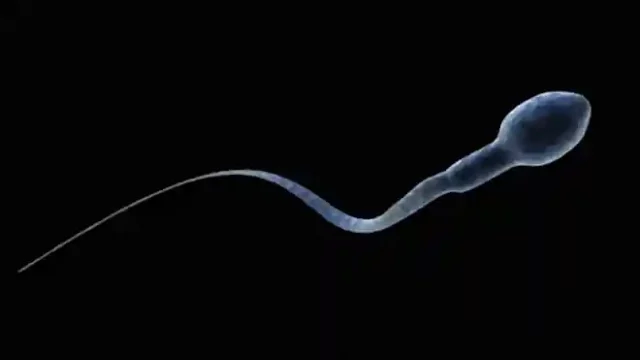 spermium ondó