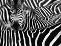Végre új magyarázatot találtak a zebracsíkok szerepére