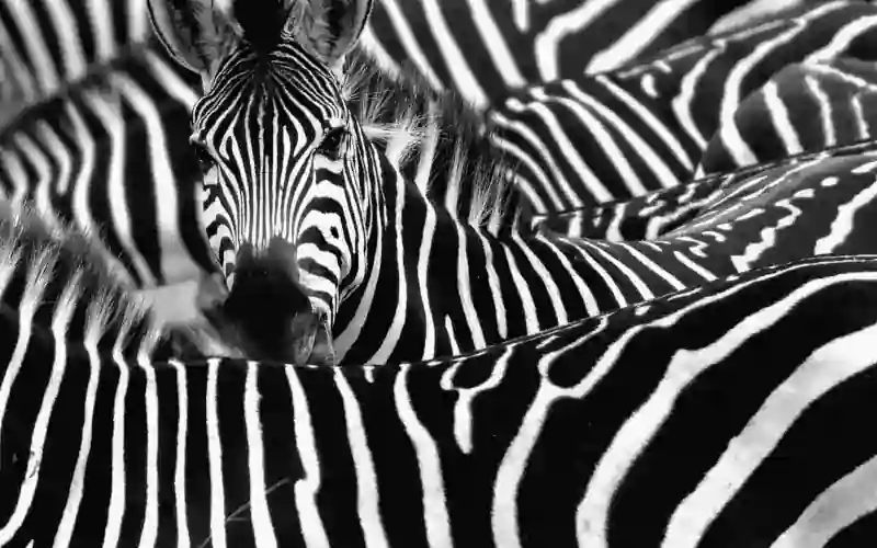 zebrák mimikri