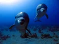 Mesterséges intelligencia segítségével hallgattak le delfineket