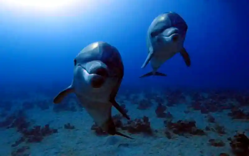 folyami delfinek