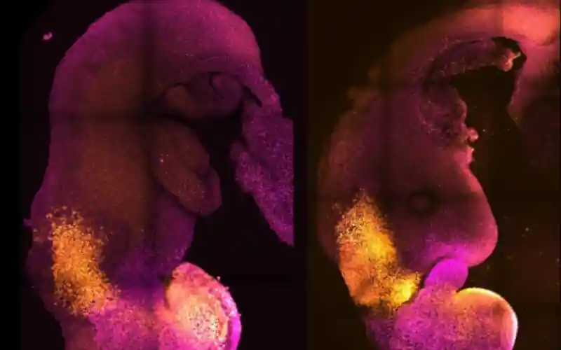 Genezis: Szintetikus embriót készítettek megtermékenyített petesejt nélkül