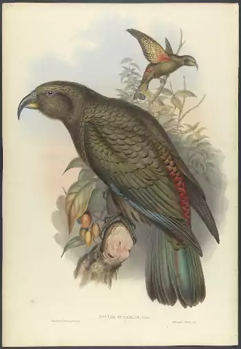 madár kea (Nestor notabilis)