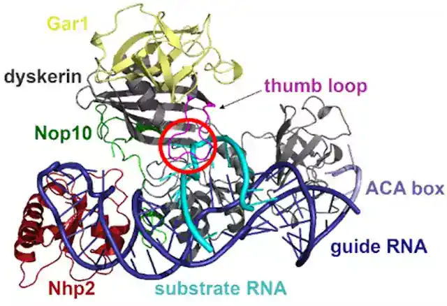 A box H/ACA pszeudouridin szintáz komplex szerkezete. Piros kör jelzi a komplex aktív helyét.
