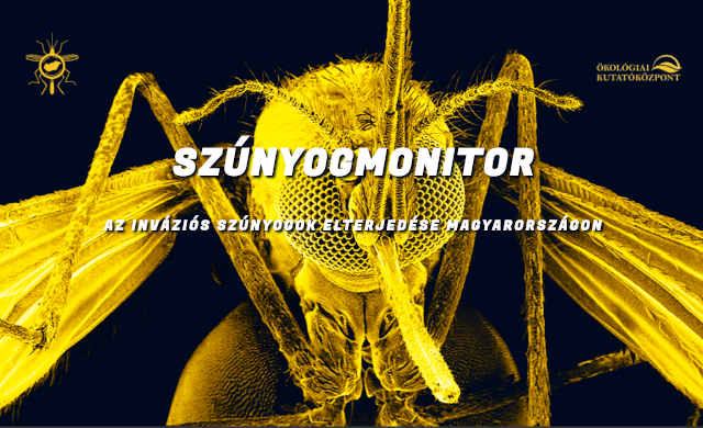 Vigyázat! Az ázsiai szúnyogok már Budapest környékén vannak